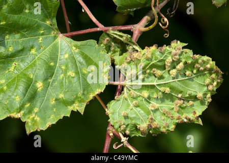 Pou de vigne, Raisin (Phylloxera Viteus vitifoliae) .Les feuilles abîmées de la feuille de vigne Banque D'Images