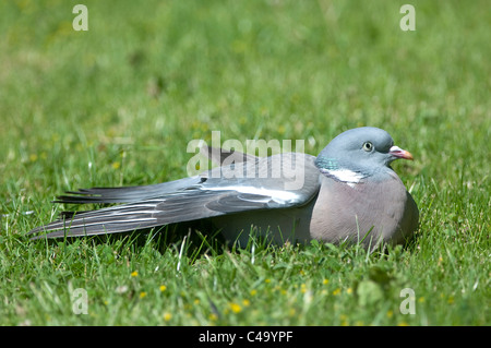 Bois commun pigeon (Columba palumbus) prenant un bain de soleil sur une pelouse. Banque D'Images