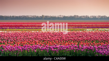 Tulipes multicolores en lignes dans le noordoospolder en Pays-Bas Banque D'Images