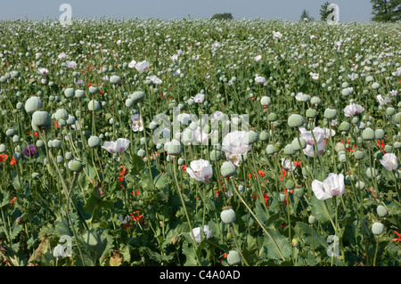 Du pavot à opium (Papaver somniferum). La Hongrie, en plein épanouissement. Banque D'Images