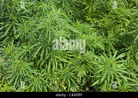 L'herbe à poux annuel, petite herbe à poux (Ambrosia artemisiifolia). Les jeunes plantes. Banque D'Images