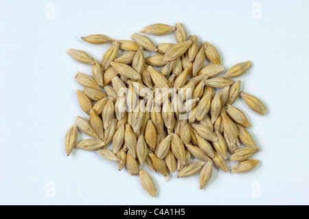 Quatre rangs, l'orge (Hordeum vulgare vulgare), les graines. Studio photo sur un fond blanc. Banque D'Images