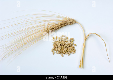 Quatre rangs, l'orge (Hordeum vulgare vulgare), l'oreille et les graines mûres. Studio photo sur un fond blanc. Banque D'Images