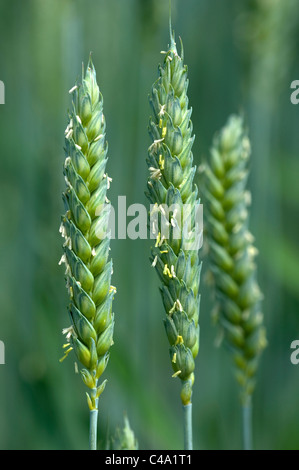 Le blé tendre, le blé tendre (Triticum aestivum). La floraison des oreilles. Banque D'Images