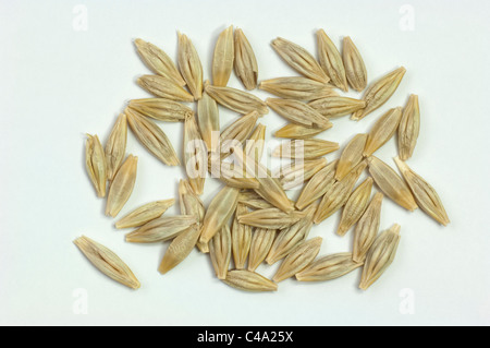 L'orge (Hordeum vulgare subsp. spontaneum), les graines. Studio photo sur un fond blanc. Banque D'Images