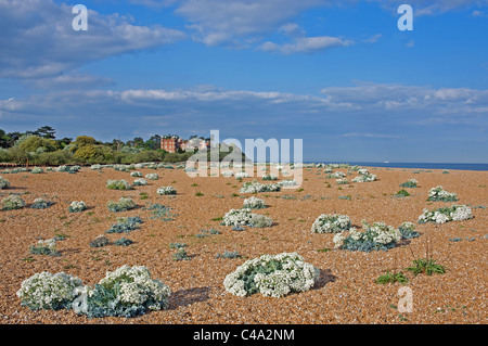 Crambe maritima (Mer Kale) Ferry Bawdsey, Suffolk, UK. Banque D'Images