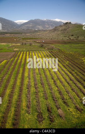 Photographie aérienne d'une plantation en Haute Galilée Banque D'Images