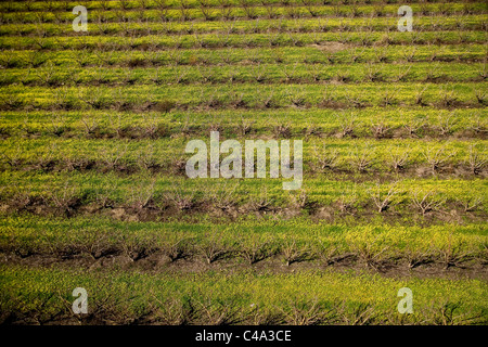 Photographie aérienne d'une plantation en Haute Galilée Banque D'Images