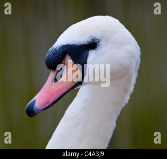 Profil de tête Cygne tuberculé, close-up Banque D'Images