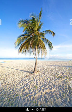 Palm Tree Solo sur une plage de sable blanc dans les Caraïbes Banque D'Images