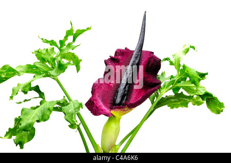 Close up of Voodoo Lily contre fond blanc Banque D'Images