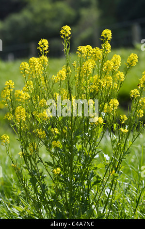 Roquette ou Cresson d'hiver jaune Banque D'Images