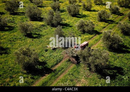 Photographie aérienne d'une plantation d'oliviers en Haute Galilée Banque D'Images