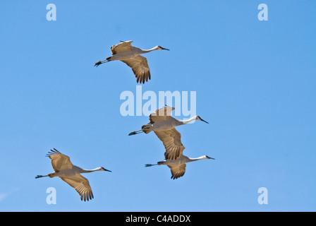 Plus de grues du Canada (Grus canadensis tabida) en vol à Bosque del Apache National Wildlife Refuge Nouveau Mexique Banque D'Images