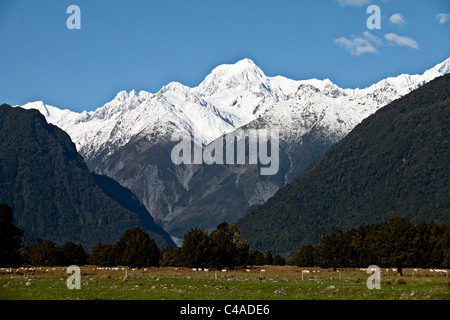 Mt Tasman, vu de Fox Glacier, Nouvelle-Zélande, île du Sud Banque D'Images