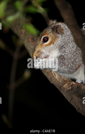 Un écureuil gris assis perché sur une branche d'arbre de manger des noix dans sa griffe les mains. Banque D'Images