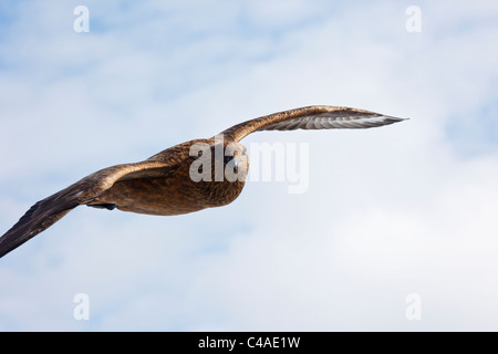 Grand Labbe (Catharacta skua ou bonxie) Oiseau en vol Ecosse, Royaume-Uni, Angleterre Banque D'Images