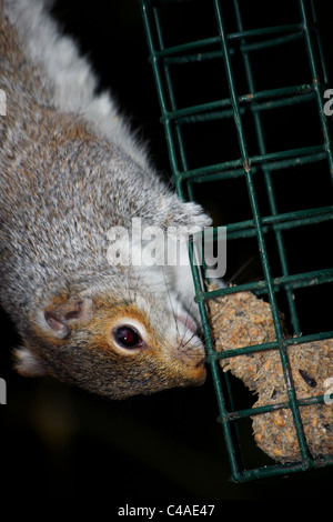 Un écureuil gris suspendu à une branche d'arbre de manger des noix sur une mangeoire. Banque D'Images