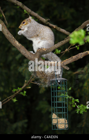 Un écureuil gris assis perché sur une branche d'arbre de manger des noix dans sa griffe les mains. Banque D'Images