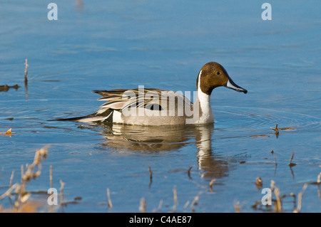 Drake le canard pilet (Anas acuta) à Bosque del Apache National Wildlife Refuge Nouveau Mexique Banque D'Images