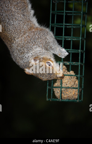 Un écureuil gris assis perché sur une branche d'arbre de manger des noix dans sa griffe les mains. Banque D'Images