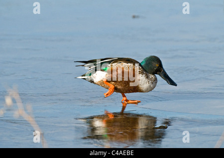 Drake le Canard souchet (Anas clypeata) marche sur étang gelé à Bosque del Apache National Wildlife Refuge Nouveau Mexique Banque D'Images