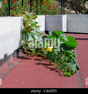 Grande plante citrouille rampant avec citrouille croissant jaune Banque D'Images