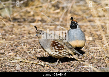 La caille de Gambel Callipepla gambelii (paire) Banque D'Images