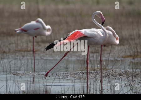 [Plus] [Flamingo Phoenicopterus ruber] au [endoréiques Lagon Fuente de Piedra], Andalousie Banque D'Images