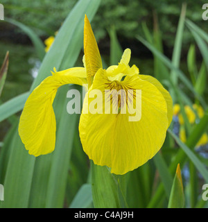 Près d'un drapeau jaune Iris pseudacorus Iris ( ) la floraison au printemps, UK Banque D'Images