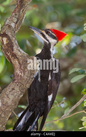 Homme Grand Pic (Dryocopus pileatus) sur un arbre. Banque D'Images