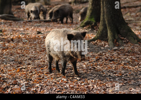 Ein Wildschwein im Wald. Banque D'Images