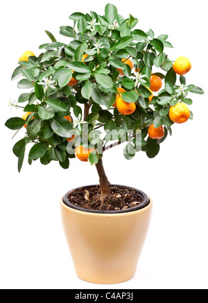 Petites mandarines arbre sur fond blanc. Banque D'Images