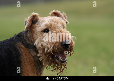 Airedale Terrier Portrait Banque D'Images