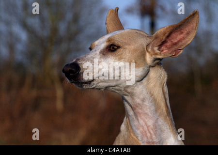 Podenco Canario Portrait Banque D'Images