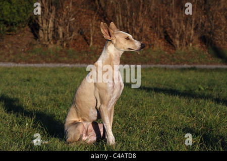 Assis Podenco Canario Banque D'Images