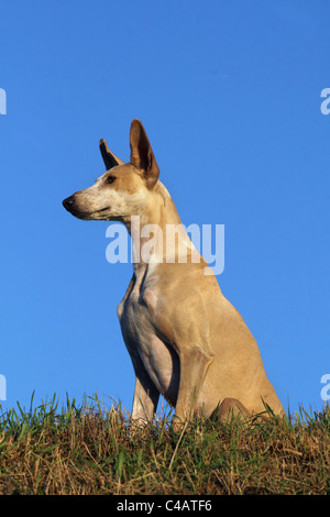 Assis Podenco Canario Banque D'Images