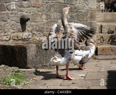 Deux oies dans Pockerly Old Hall jardin au nord de l'Angleterre Open Air Museum, Beamish, Co Durham. Banque D'Images