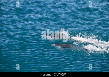 Les dauphins nager sous l'eau en surface Kaikoura, Nouvelle-Zélande Banque D'Images