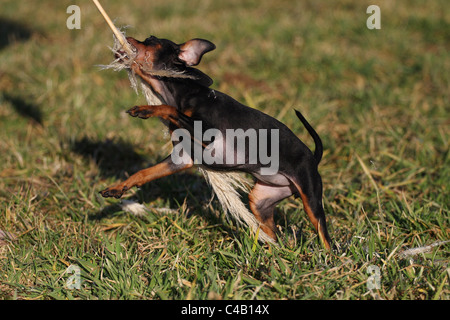 Chiot pinscher nain Banque D'Images