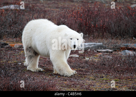 Churchill, Manitoba, Canada. L'ours polaire mâle marche sur la toundra près de la Baie d'Hudson (photographié à la fin d'octobre). Banque D'Images