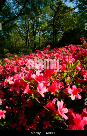 Dans la floraison des azalées Isabella Plantation, Richmond Park, London, UK Banque D'Images