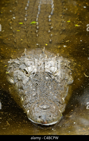 Close up portrait of Crocodile du Nil (Crocodylus niloticus) en eau peu profonde Banque D'Images