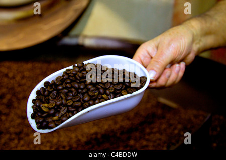 Rome, Italie ; une spadeful de grains de café fraîchement préparé Banque D'Images