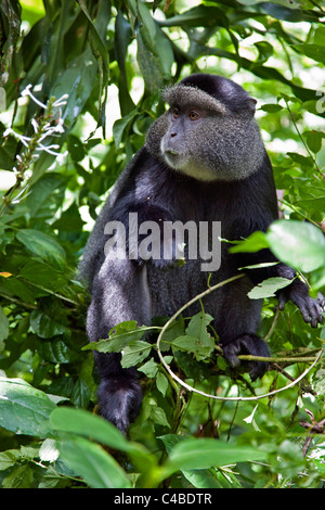 Un singe bleu dans la forêt de Kakamega. Banque D'Images