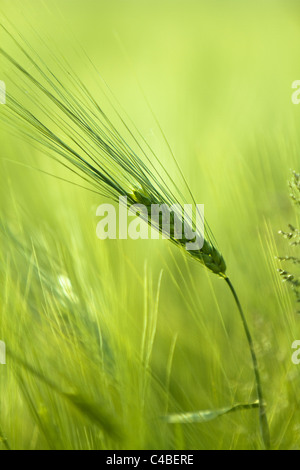 L'orge (Hordeum vulgare) Banque D'Images