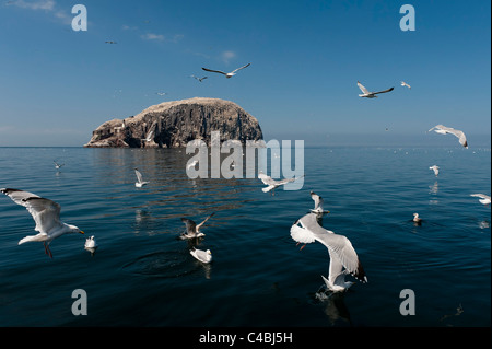 Bass Rock Banque D'Images