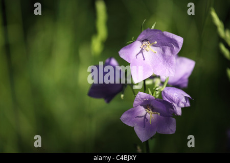 Fleurs en forme de cloche de Peach leaved Bellflower (Campanula persiciflora). Emplacement : petites Karpates, la Slovaquie. Banque D'Images