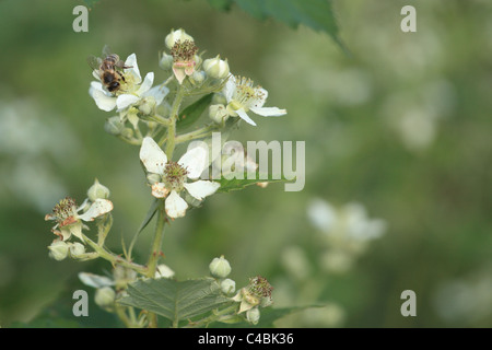 'Abeille à miel (Apis mellifera) la collecte de nectar sur Blackberry fleurs (Rubus fruticosus). Emplacement : petites Karpates, la Slovaquie. Banque D'Images