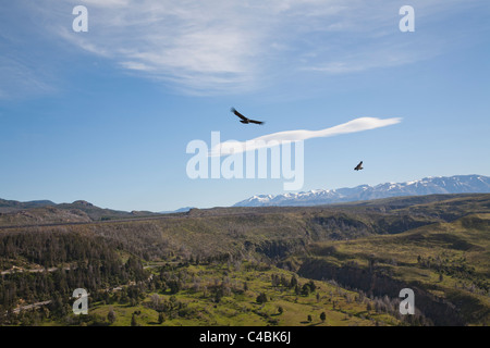 Condor des Andes (Vultur gryphus), le Parc National Nahuel Huapi, Patagonie, Argentine Banque D'Images